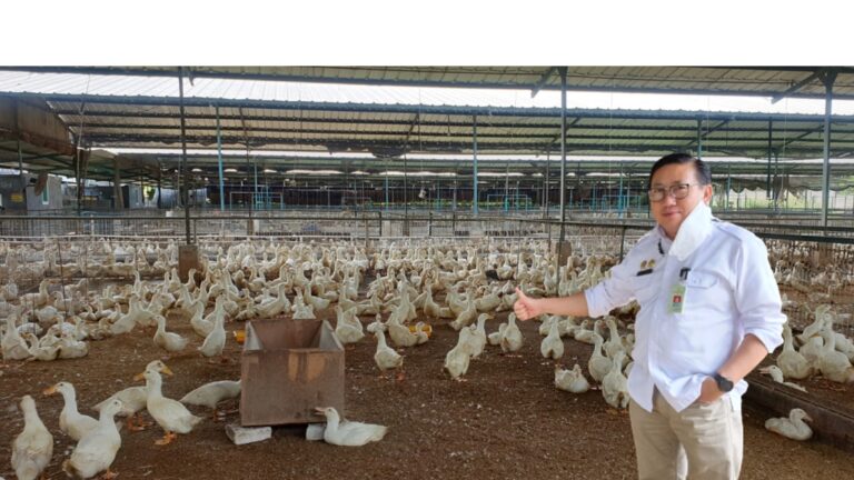 Itik Gunsi PKC Potensial Dikembangkan di Indonesia