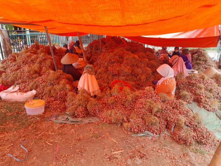 Bawang Merah Bima Siap Penuhi Kebutuhan Ramdahan Hingga Lebarann