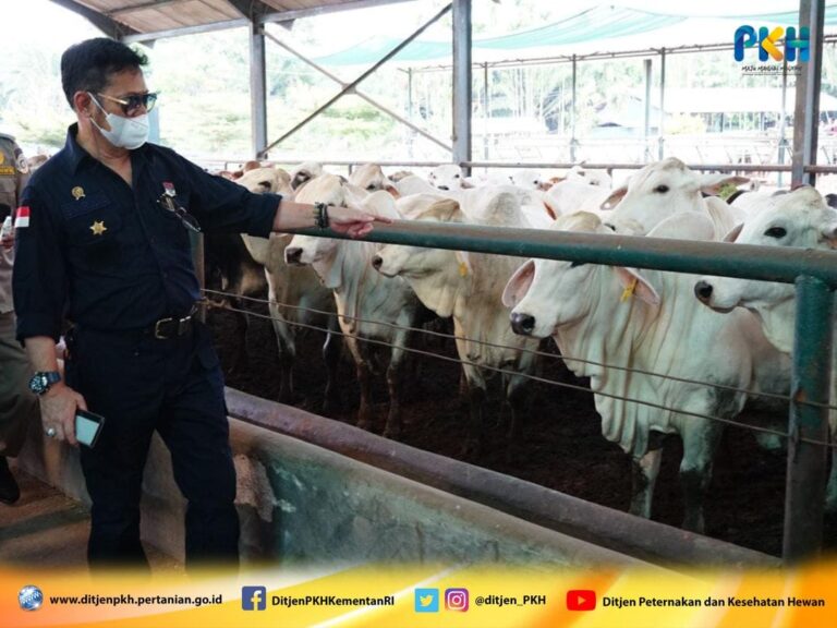 SYL Pastikan Stok Sapi Siap Potong Cukup, Masyarakat Diminta Tak Khawatir