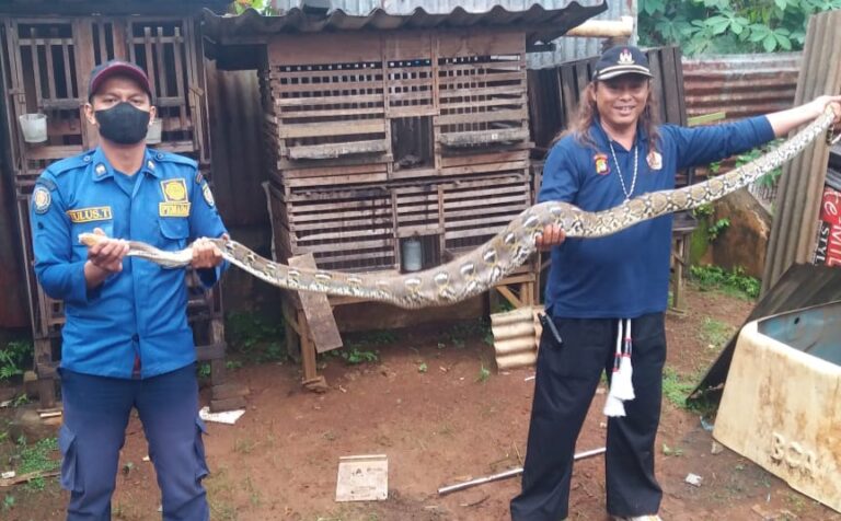 Perutnya Gendut, Ular Piton 4 Meter Ditangkap di Depok