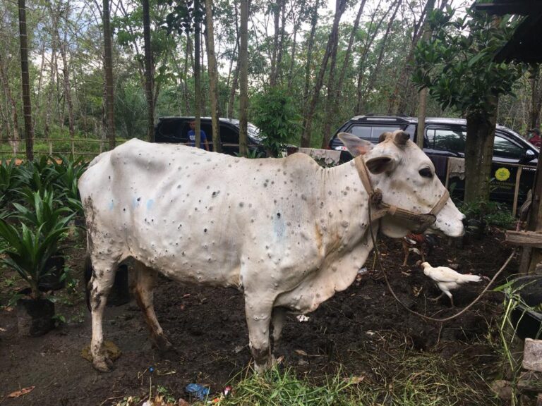 Sapi di Depok Diserang Penyakit Lato-lato, Begini Upaya yang Dilakukan Pemkot