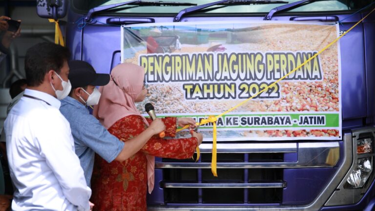 Kerjasama dengan Offtaker, Petani Bima Kirim 46,8 ton Jagung ke Surabaya