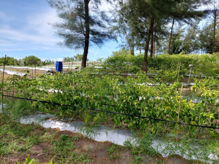 Stok Cabai di Kebumen dan Banjarnegara Jelang HBKN Aman