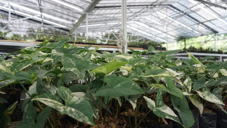 Kementan Dukung Green House Bojongkerta, Cikal Bakal Pemasok Tanaman Hias Ekspor