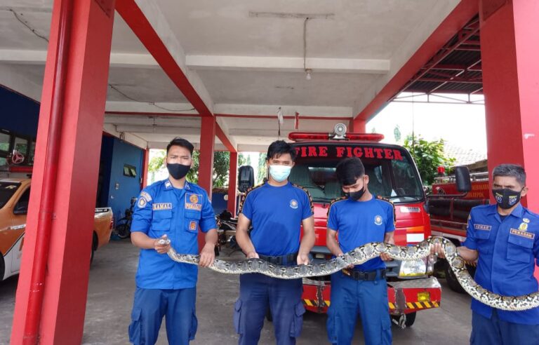 Warga Tapos Depok Temukan Ular Piton 4 Meter di Lubang Kloset