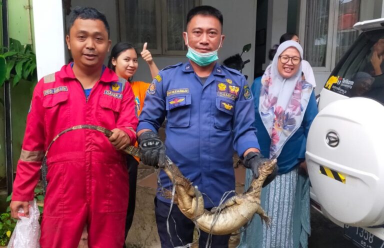 Bikin Histeris, Biawak 1 Meter Lebih Masuk Rumah Warga Depok