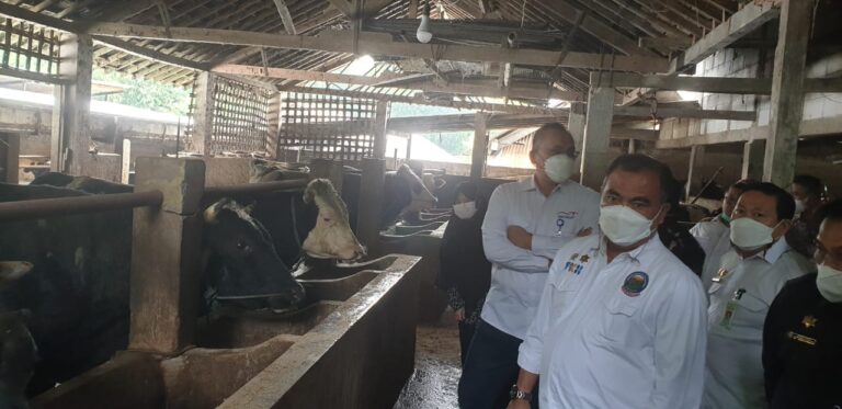 Peternak Boyolali Siap Suplai Kebutuhan Sapi ke Jabodetabek