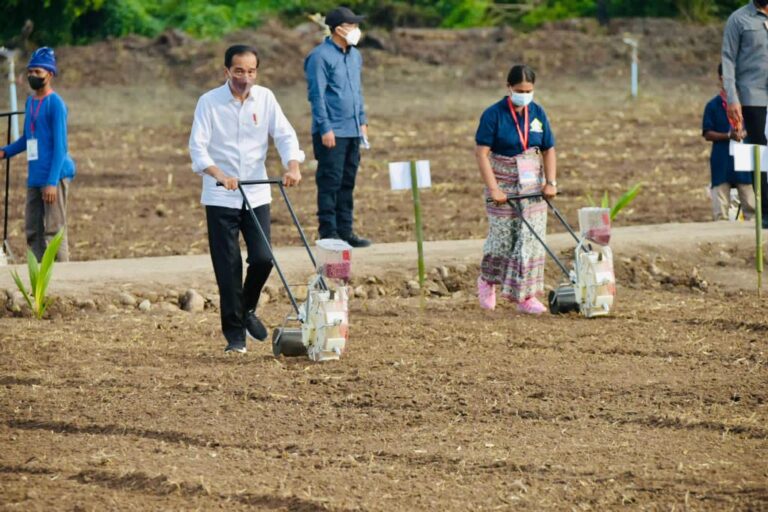 Presiden Jokowi dan Mentan SYL Tanam Jagung di Kawasan Food Estate Belu NTT