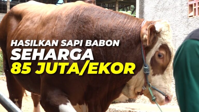 Milenial Sukses Ternak Sapi Limosin dan Simental dengan Racikan Pakan Sendiri