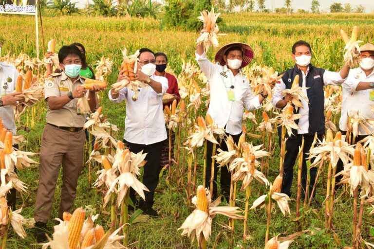 Produksi Jagung Surplus, Kementan: Pasokan Bahan Pakan Ternak Stabil