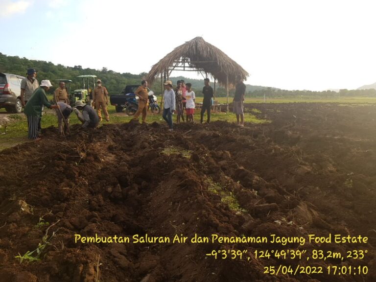 Kadistan Belu Klarifikasi Bantah Food Estate Belu Gagal, Ini Faktanya