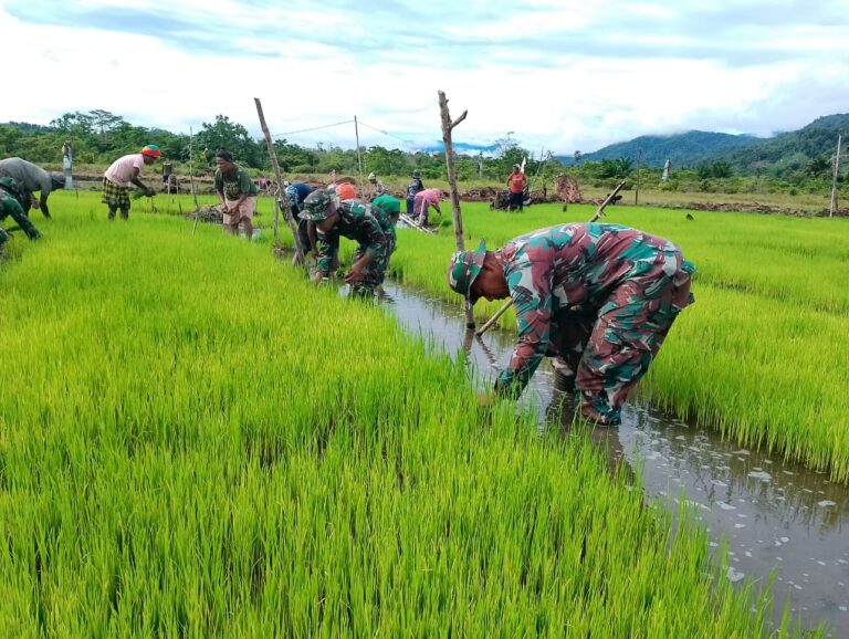 TNI Bantu Warga Tanam Padi di Wilayah Perbatasan Negara