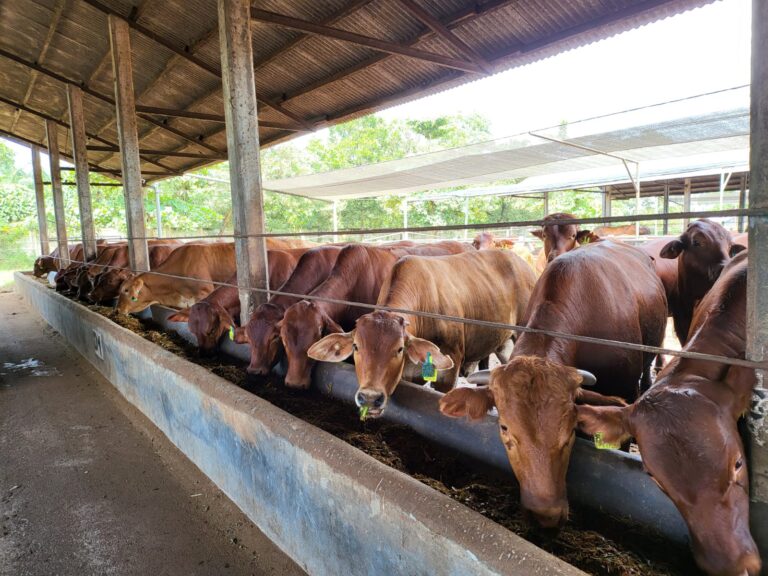 Jelang Lebaran, Ketersediaan Daging Sapi Cukup Penuhi Kebutuhan Masyarakat
