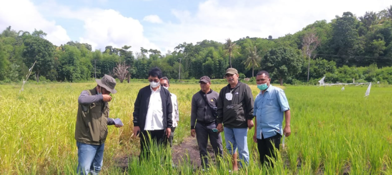 Serius Tangani Belalang Kembara, Kementan bersama Pakar Turun Ke Lapangan Amankan Pulau Sumba
