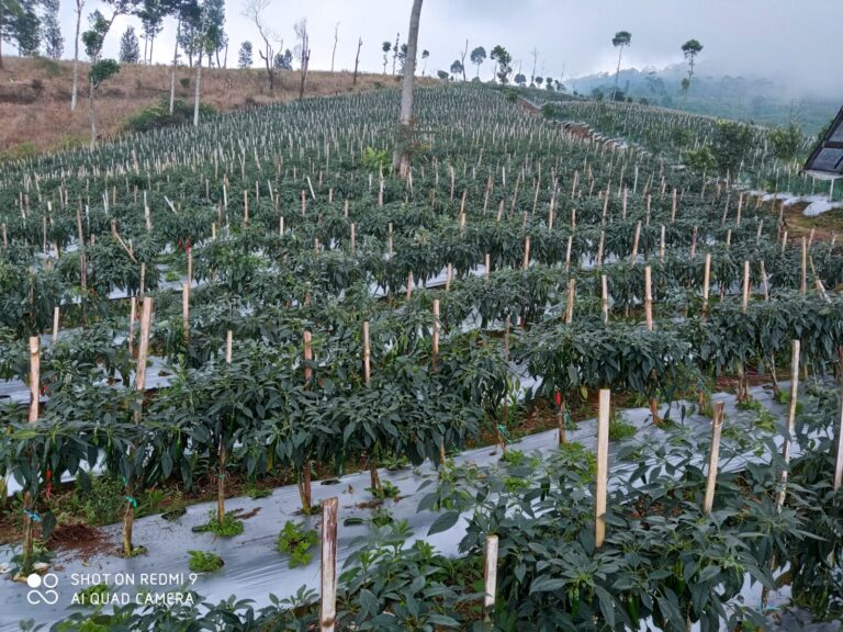 Stok Aneka Cabai Aman, Dirjen Hortikultura Kementan Pastikan Jabar Siap Penuhi Kebutuhan HBKN