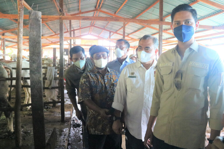 Komisi IV DPR RI Apresiasi Program Desa Korporasi Sapi Kementan