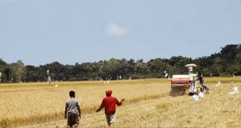Hasil Panen Padi Food Estate di Sumba Tengah Naik Berlipat