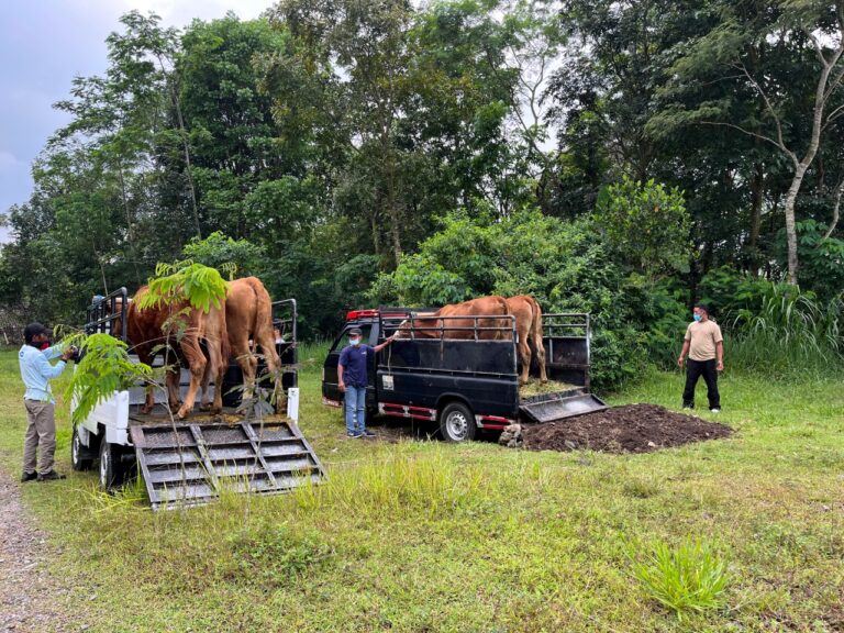 Gandeng FAO, Kementan dan BNPB Lakukan Simulasi Evakuasi Ternak dalam Penanggulangan Bencana