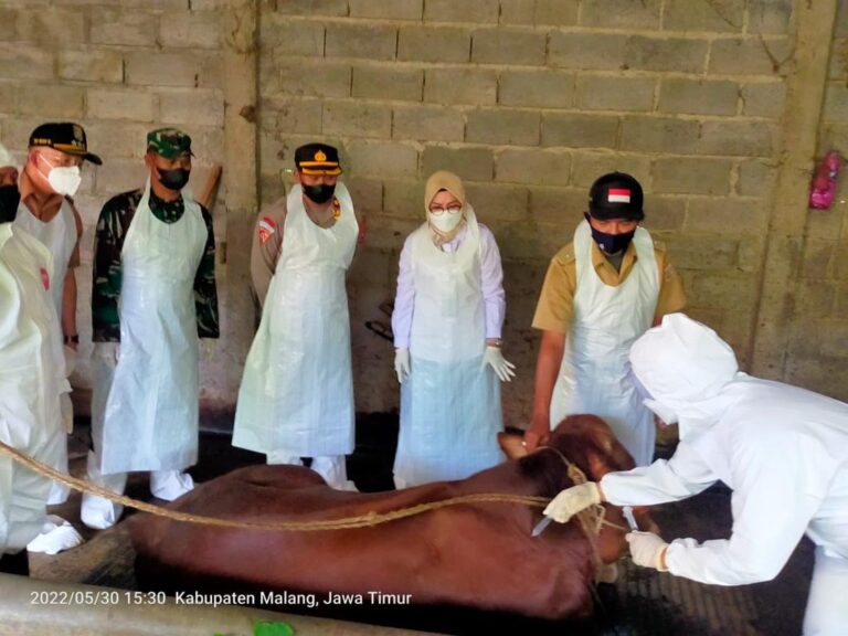 Kementan Gelar Pengobatan Sapi Gejala Klinis PMK di Malang