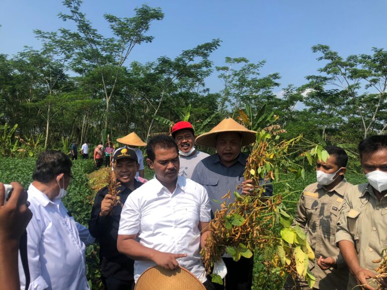 Kementan Terus bergerak, Lakukan Panen kedelai di Sukoharjo dan Sosialisasi Pupuk Organik Hayati