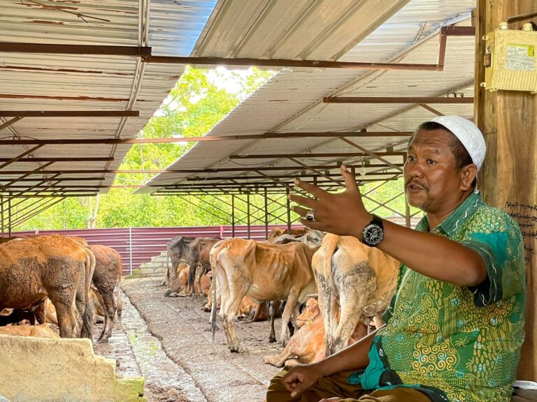 Ramuan Jamu dan Doa Peterrnak Madura Perkuat Imun Sapi dari PMK