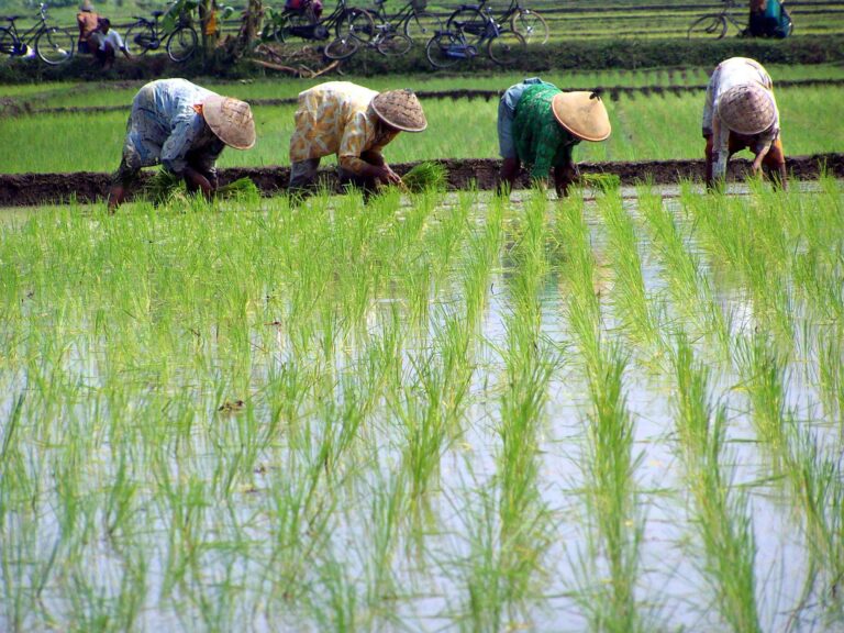 Kurangi Penggunaan Pupuk Kimia, Kementan Kenalkan Inovasi Bercocok Tanam dengan Teknik Biosaka