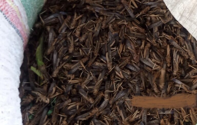 1 Ton Belalang Kembara Berhasil Ditangkap di Sumba Tengah