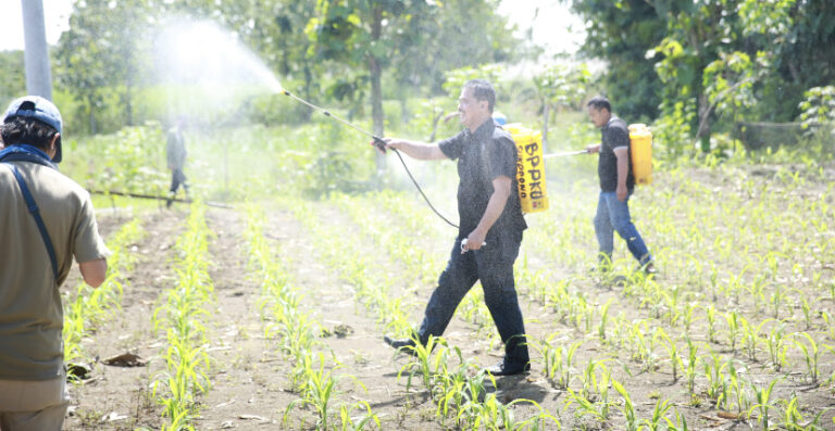 Kementan Lakukan Demplot Biosaka pada Tanaman Jagung di Sragen