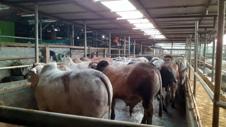 Puluhan Sapi di Depok Dicek Antisipasi Penyakit Mulut dan Kuku, Ini Hasilnya
