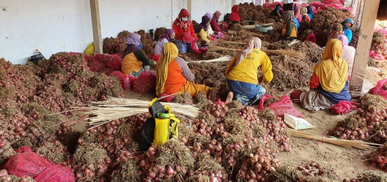 Sukses Amankan Bawang Merah pada Idul Fitri 2022, Kementan Atur Skema Pengamanan Pasokan 2023