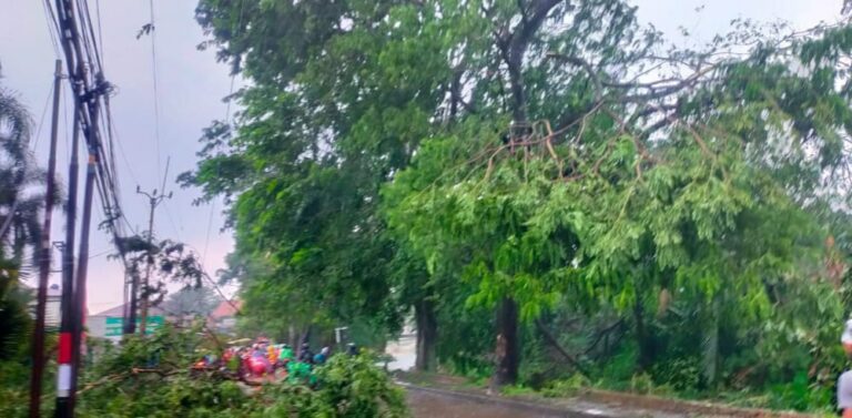 Banyak Pohon Tumbang di Jalan Pramuka, Dandim Depok Minta Warga Waspada