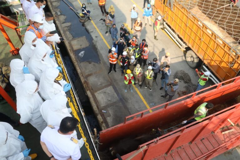 Mentan SYL Inspeksi Kedatangan Kapal Ternak di Pelabuhan Tanjung Priok