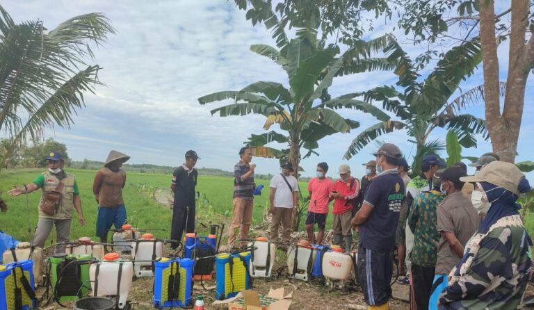 Kementan Intensif Kawal Pengendalian Virus Tungro di Kabupaten Kapuas
