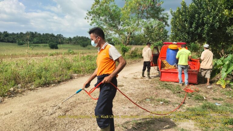 Kementan Lakukan Deteksi Dini Belalang Kembara di Pulau Sumba