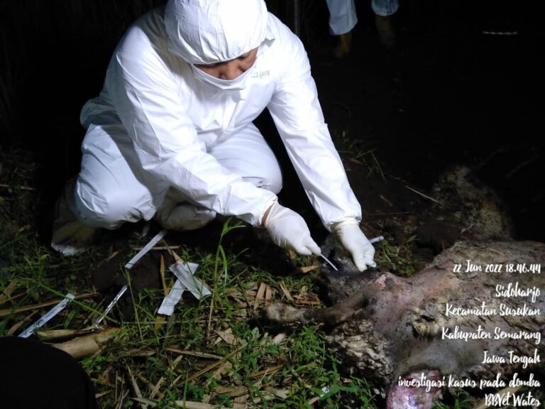 Laboratorium BBVeteriner Wates Pastikan Bangkai Domba di Sungai Serang Semarang Negatif PMK