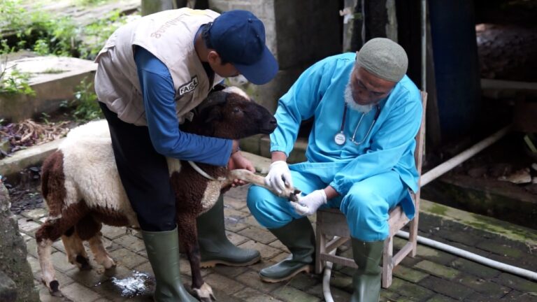 Aman dari Penularan PMK, Dokter Hewan WIF Lakukan Pemeriksaan dan Berbagi Tips Pengolahan Daging