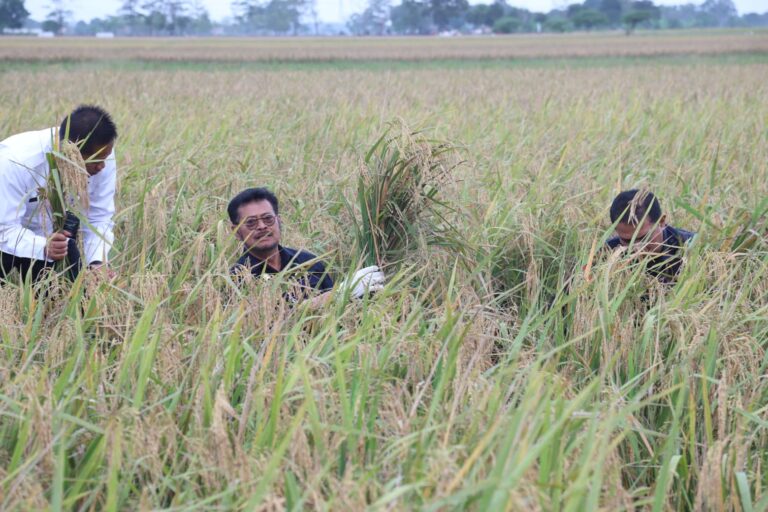 Jaga Produksi Padi, Ini Cara Atasi Penyakit Blas