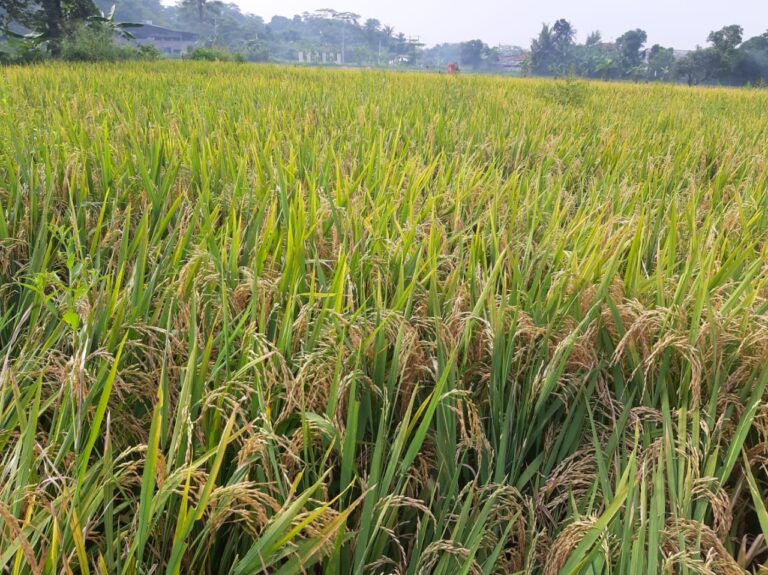 Kementan Komitmen Tingkatkan Produksi Beras Organik Ramah Lingkungan