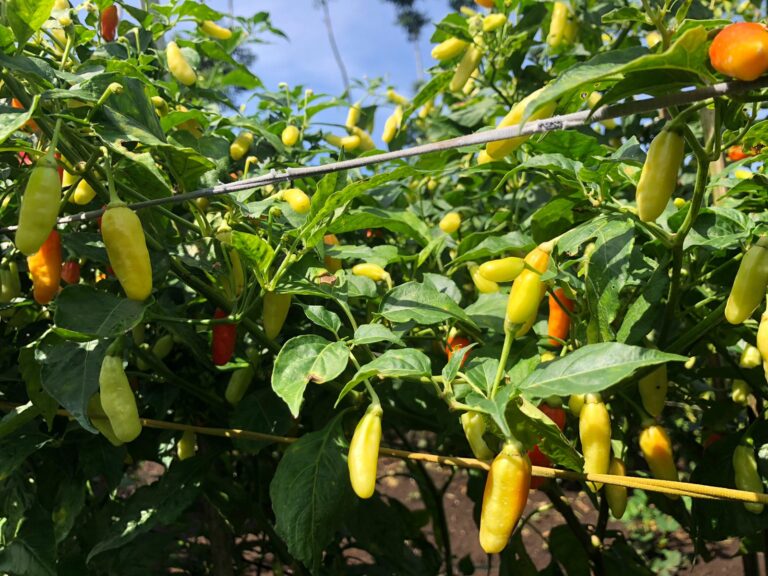 Jaga Stabilitas Stok Cabai, Kementan Percepat Tanam dan Lakukan Gerdal OPT Serentak