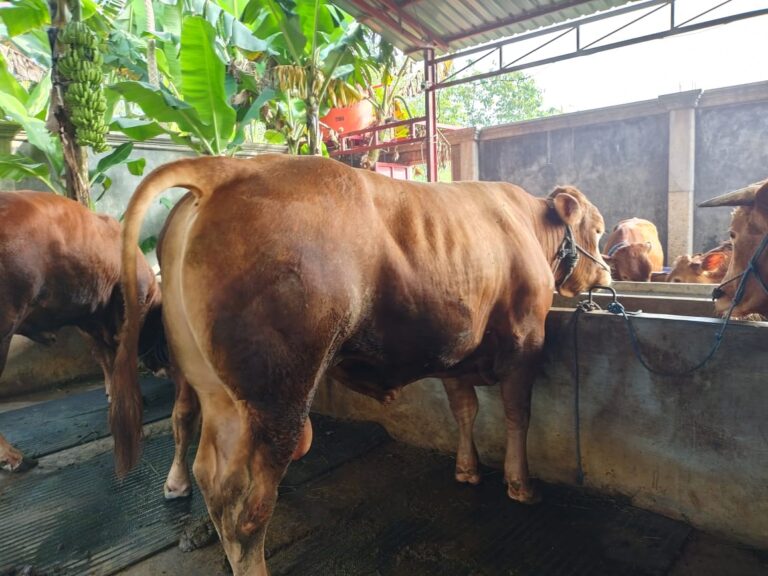 Relawan Erick Thohir Siapkan 2 Ekor Sapi Limosin 1,6 Ton untuk Qurban