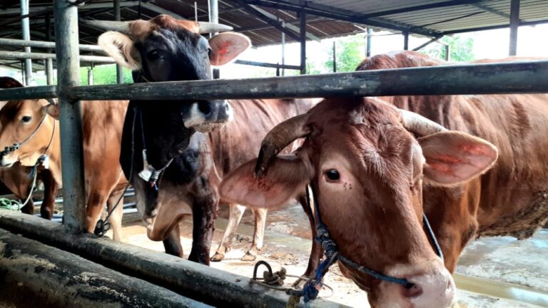 Ini Aturan Pelaksanaan Kurban di Kota Depok