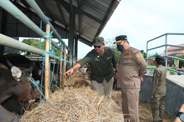 Jelang Idul Adha, Kementan Pastikan Semua Ternak Sapi NTT Sehat