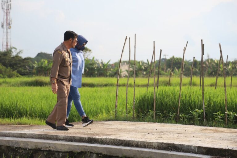 Mentan SYL Cek Pertanaman Padi Pola IP400 di Klaten