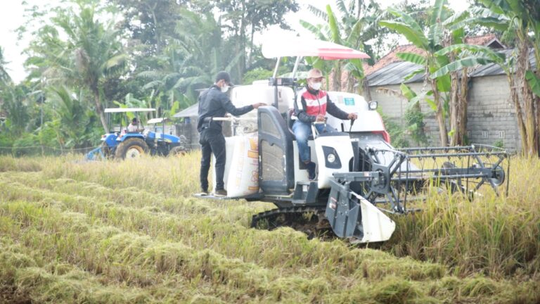 Inovasi Baru, Petani di Lampung Panen Padi Langsung Giling Tanpa Jemur