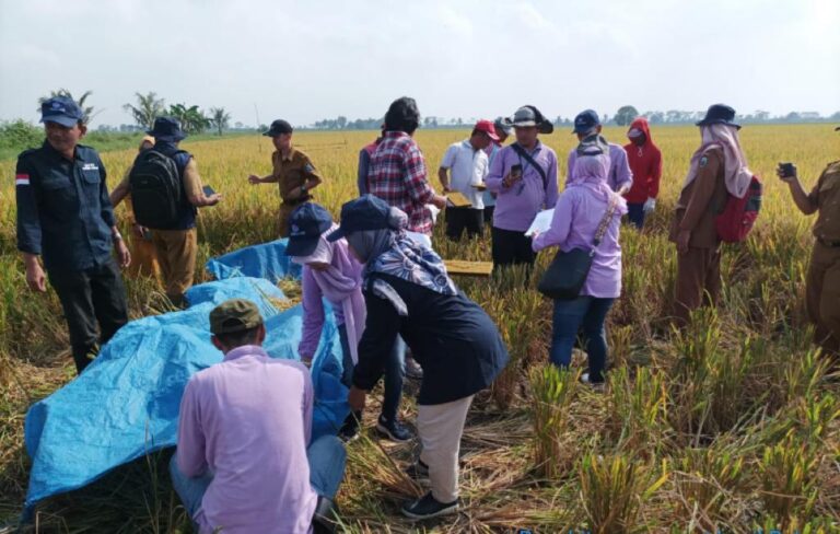 Tunjukan Kualitas Mesin Pasca Panen, Kementan Lakukan Survei Susut Hasil