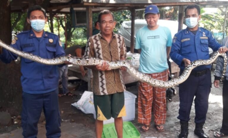 Hebohkan Warga, Damkar Depok Amankan Ular Sanca 4 Meter