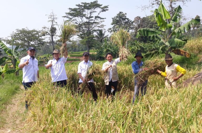 Musim Tanam Gadu 12.000 Hektar, Purwakarta Optimis Perkuat Stok Beras Nasional