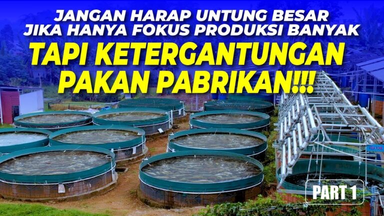 Teknik Budidaya Ikan Hemat Pakan di Kolam Bioflok ‼️