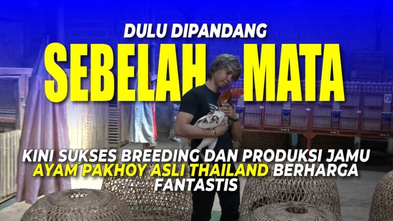 Ternak Ayam Pakhoy, Ubah Stigma Negatif jadi Bisnis Menguntungkan