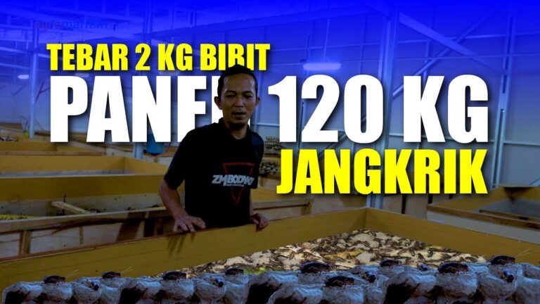 Budidaya Jangkrik Panen Tiap Minggu, Begini Cara Ternaknya 